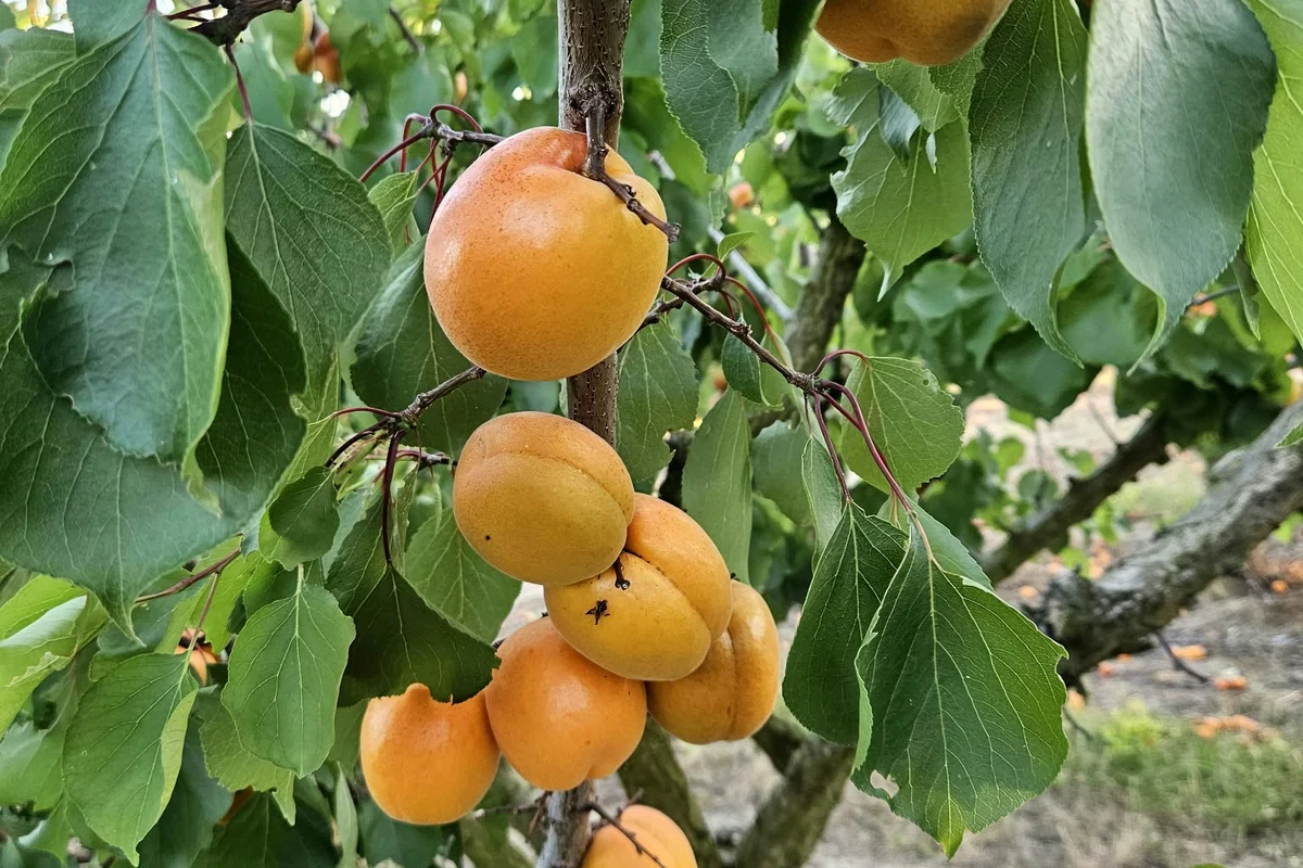 Reife Aprikosen zwischen grünen Blättern am Baum – Originalaufnahme von AGA OBST