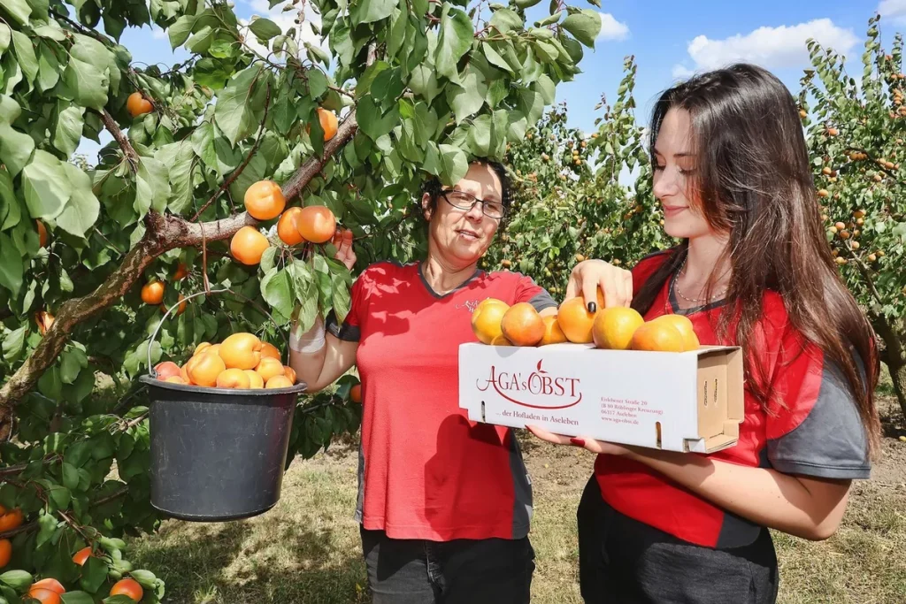 Zwei Mitarbeiterinnen bei der Aprikosenernte mit gefülltem Eimer und AGA-OBST-Obstkiste