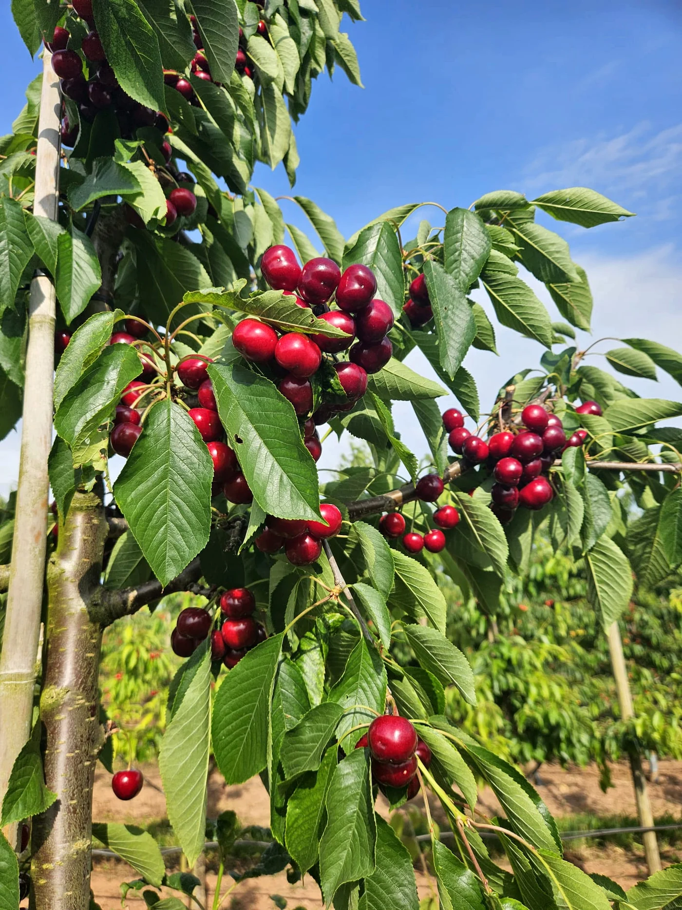 Dunkelrote Kirschen am Baum in der Obstplantage – Originalaufnahme von AGA OBST