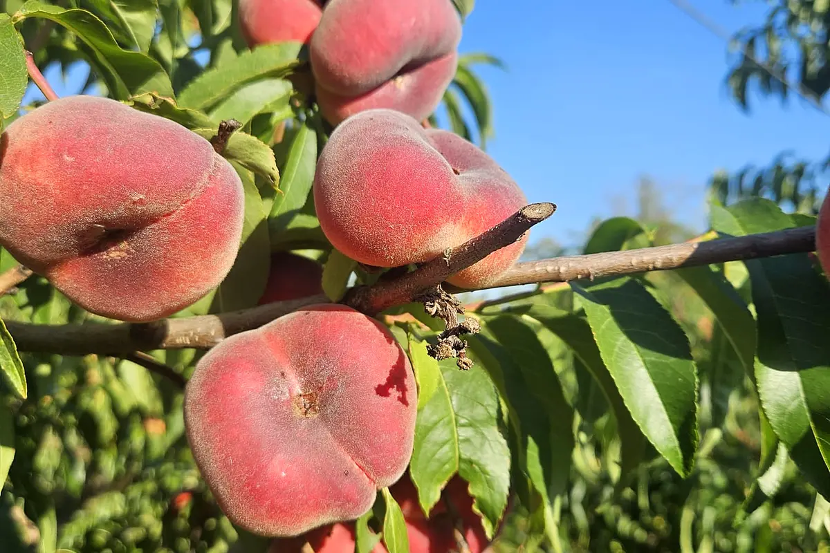 Weinbergpfirsiche am Baum bei AGA OBST